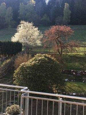 Blick von der Terasse in den Garten