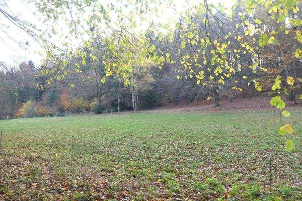 Wiese &amp; Wald angrenzend