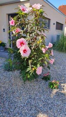 Blumen im Vorgarten (Aug. 2025).jpg