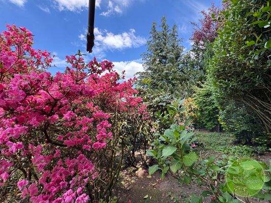 ... blühenden Garten.