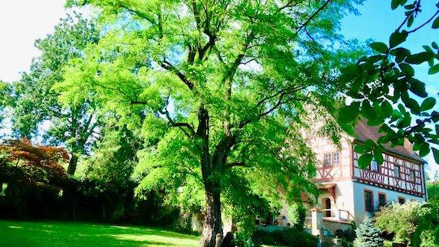 Schloss mit Robinie .jpeg