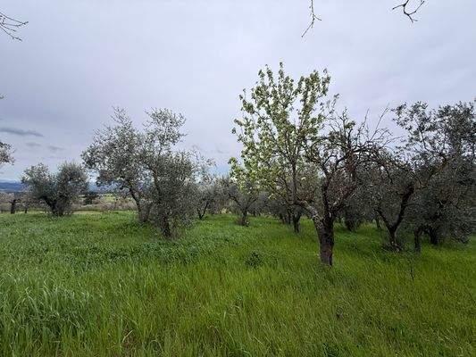 Olivenhain