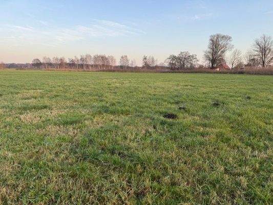 Grünland 3, 374.jpeg