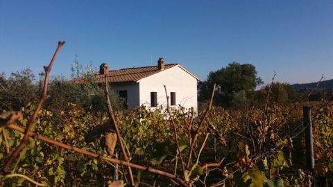 Ambra Häuser, Ambra Haus kaufen