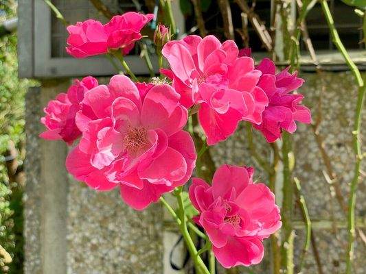 Weitere Blumen in den parkähnlichen Außenanlagen