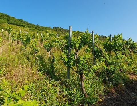 Zell (Mosel) Bauernhöfe, Landwirtschaft, Zell (Mosel) Forstwirtschaft