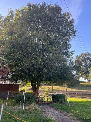 schattiges Plätzchen