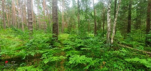 Schorfheide Bauernhöfe, Landwirtschaft, Schorfheide Forstwirtschaft