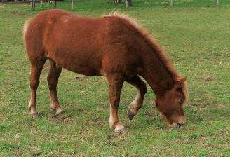 Pferdeorf Berkersheim