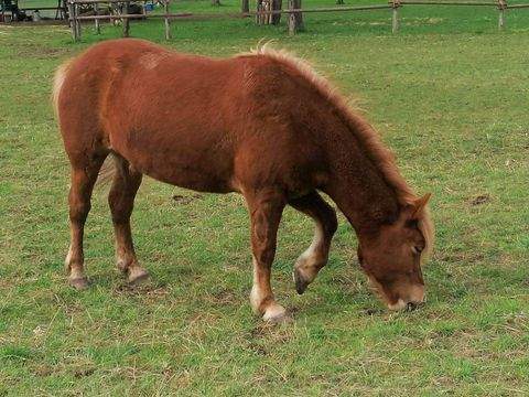 Frankfurt am Main Häuser, Frankfurt am Main Haus kaufen