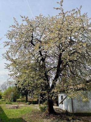 Kirschbaum Frühling