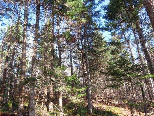 Cape Breton - Bras d`Or Lake - 18-Hektar-Areal in 