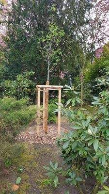 Ersatzgepflanzter Baum