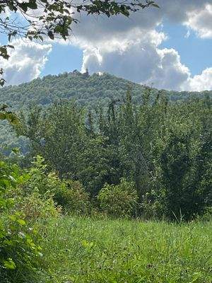 wunderschön im Grünen.jpg