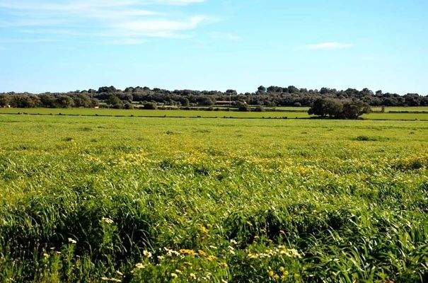 179_03_Santanyí_Anwesen_Felder