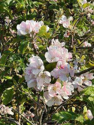Heute noch Garten, morgen kann neues Leben mit BIEN ZENKER einziehen