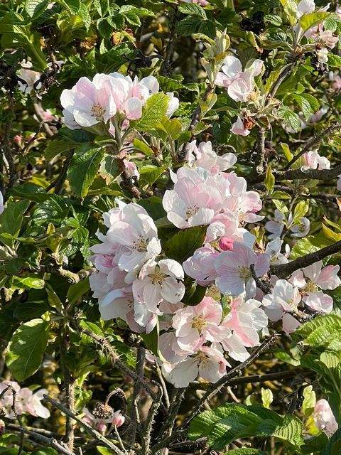 Ascheberg Grundstücke, Ascheberg Grundstück kaufen