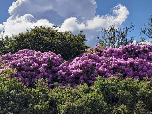 Viele wunderbar blühende Rhododendren
