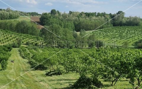 Daruvarski Brestovac Bauernhöfe, Landwirtschaft, Daruvarski Brestovac Forstwirtschaft