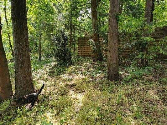 hintere Flurstücksgrenze