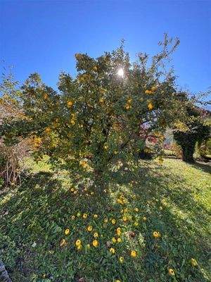 schöner Baumbestand