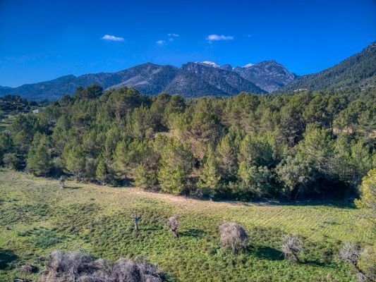 spektakuläres-baugrundstück-mit-zwei-brunnen-mit-der-möglichkeit-ein-haus-schwimmbad-und-weinberg-im-herzen-der-serra-de-tramuntana-mit-steineichen-kiefern-eigenbäumen-ullastres-in-der-gemeinde-selva-in-der-nähe-von-campanet-moscari-binibona