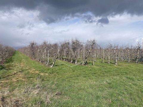 Meckenheim Bauernhöfe, Landwirtschaft, Meckenheim Forstwirtschaft