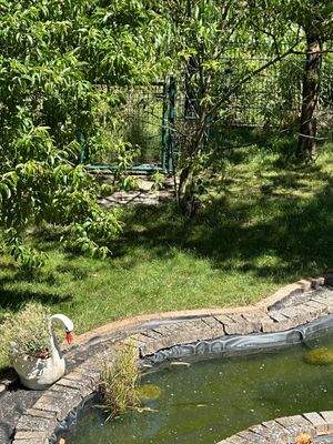 Teich im Garten.jpg