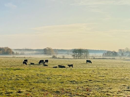 Umgebung