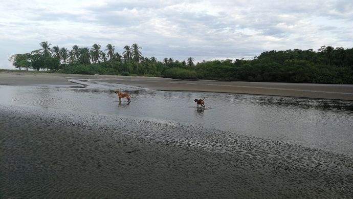 ImmoScout360 Dogs CR