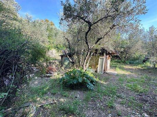 Olivenhain Massa Marittima