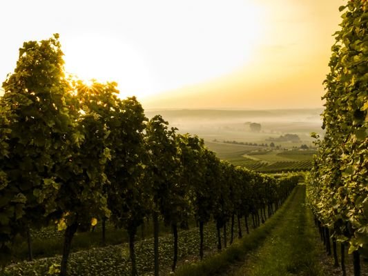 Weinreben