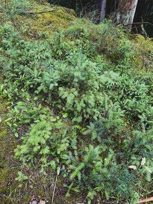 2025-07-22 11.35.49.jpg