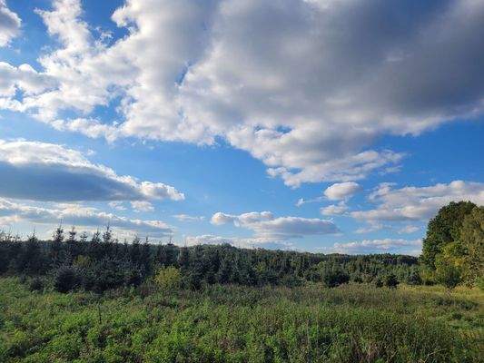 Waldfläche-Landwirtschaftsfläche