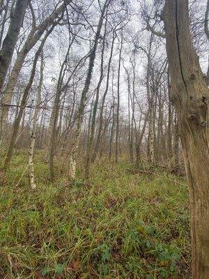 Totholz als Bereicherung für die Natur!.jpg