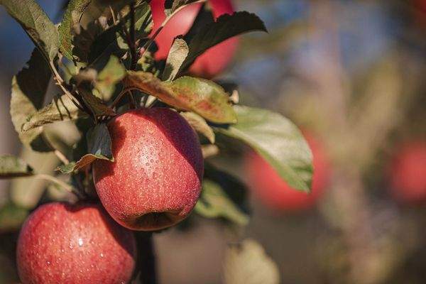 Eppan-Obstwiese-Apfel-zu-verkaufe-meleto-in-vendita-ad-Appiano