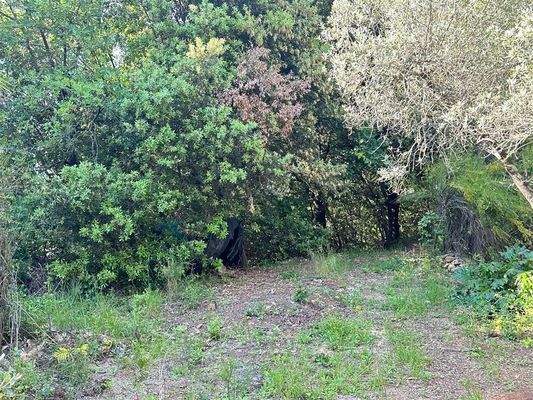 Olivenhain Massa Marittima