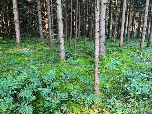 Waldgrundstück in Kirchanschöring 