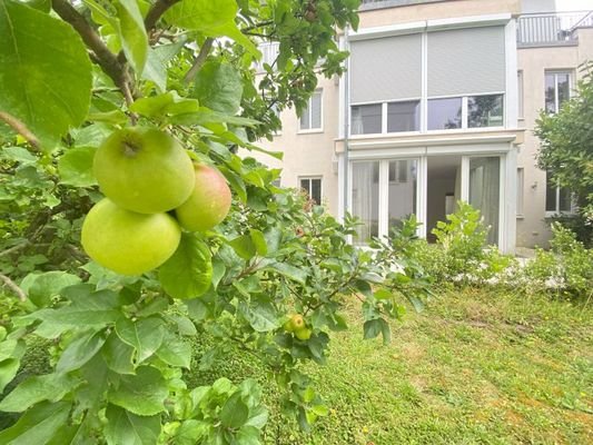 Garten mit Apfelbaum