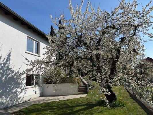 Hausansicht Kirschblüte