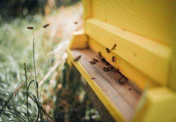 Special - Urban Beekeeping