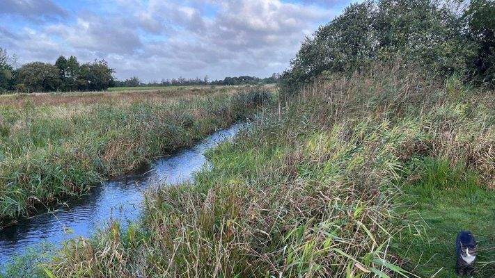 Bach / Grundstücksgrenze