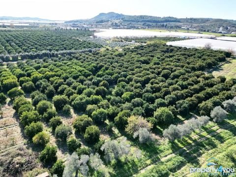 Manavgat Bauernhöfe, Landwirtschaft, Manavgat Forstwirtschaft