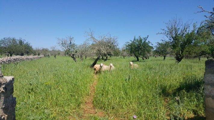 Rustikales Land zum Verkauf nahe Maria de la Salut auf Mallorca