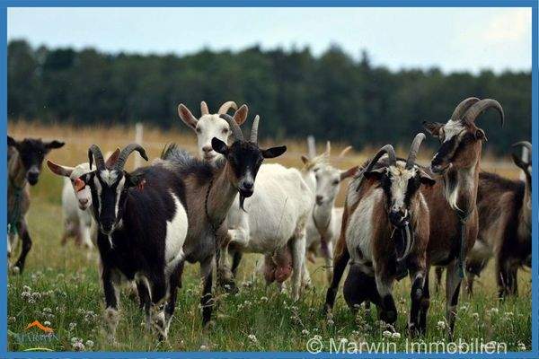 Ziegenherde 