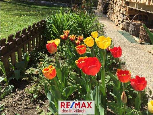 Wenn die Tulpen blühen