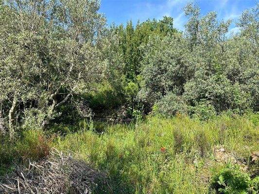 Olivenhain Massa Marittima