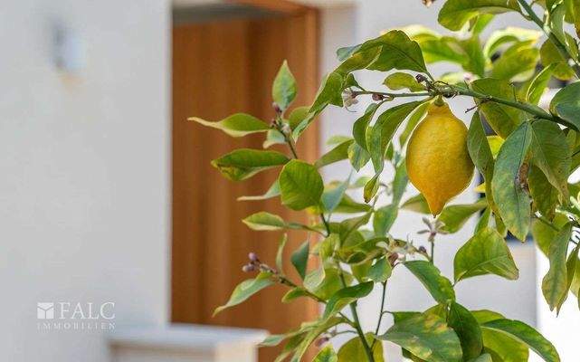 villa-portals-nous-30