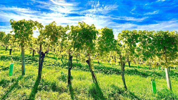 Wohnung in 8493 Klöch