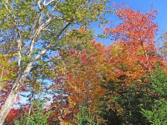 Nova Scotia - Smithfield - Wunderschönes 47-Hektar